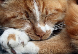 Sleeping cat