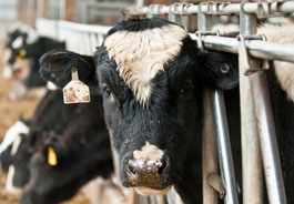 Dairy cow
