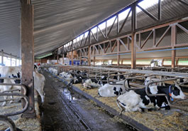 Dairy shed