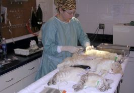Vet prepping cats for neuter