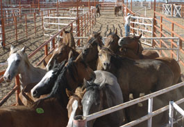 Horses in pen
