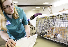 Student monitors cat (credit: Katie Campbell)