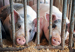 Pigs in stall