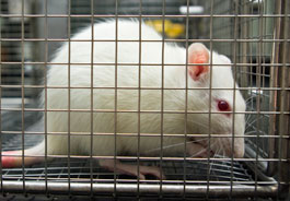 Mouse in cage