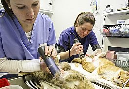 Oregon state vet students prep cat (credit: Katie Campbell)