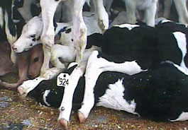 Veal calves