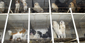 Dogs in stacked cages