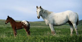 Horses in field