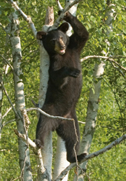Bear in tree