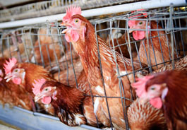 Hens in battery cages