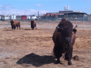 captive_bison_csu_300x225.jpg
