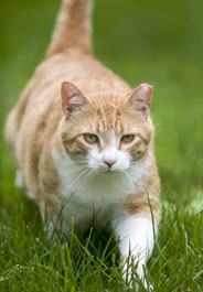 cat_feral_mriley_184x265.jpg