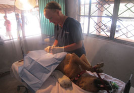 Dr. Burns performs surgery on dog