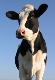 attentive cow