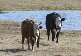 cows_in_field_265x184.jpg