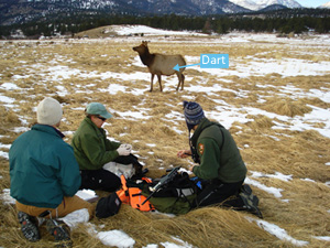 dart_sedation_elk_300x225.jpg