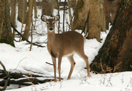 deer_snow_mbrasted_265x184.jpg
