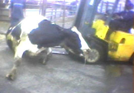 Downed Cow &ndash; 2008 Calif. Investigation