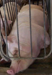 Sow in gestation crate