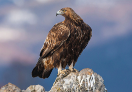 golden_eagle_blickwinkel_alamy_265x184.jpg