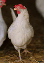 Hen