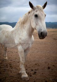 Horse standing behind a wire fence