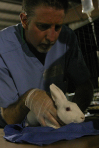 katrina_lamardixon_vet_rabbit200x300.jpg