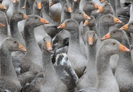 Perigord Geese (credit: Jan van der Hoeven)