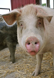 Pig in barn