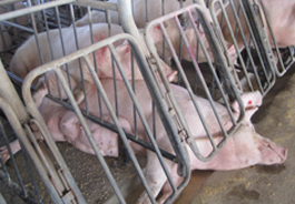 Pigs in gestation crates