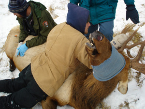 sedated_bull_elk_300x225.jpg