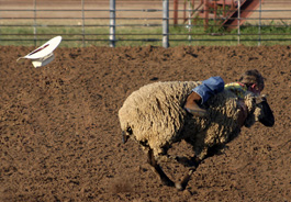sheep_mutton_busting_265x184.jpg