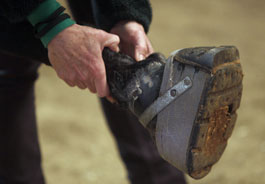 Tenn. Walking Horse shoe
