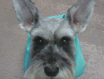 Willie the Miniature Schnauzer
