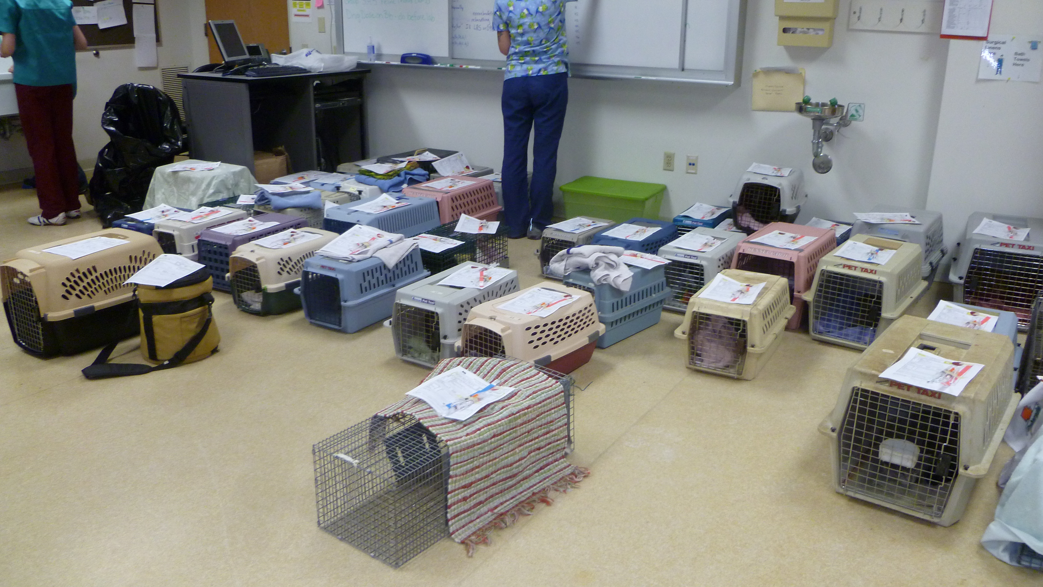 Wisconsin 2012 World Spay Day cat intake area (credit: Susan Krebsbach, DVM.