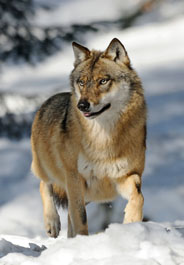 wolf in snow